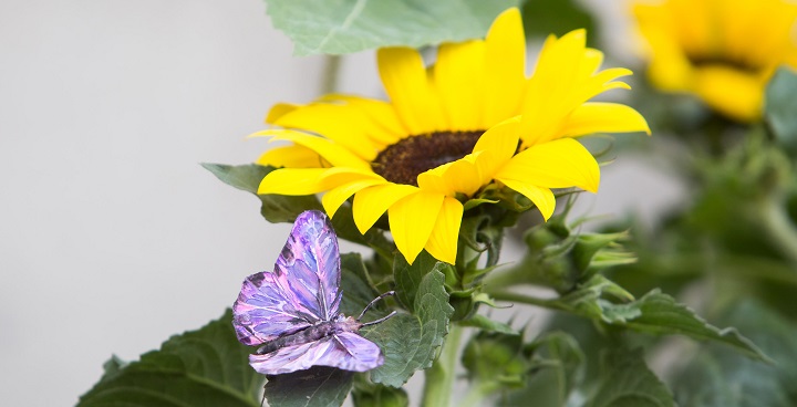 The Sunflowers Butterflies Garden