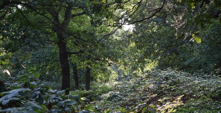 View across a wood, the floor covered in leafy plants.
