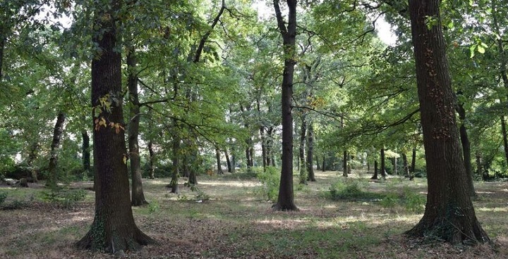 View across a wood, the floor shaded by large trees with little else able to grow in the shade.