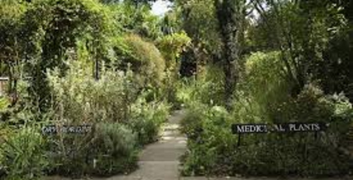 South London Botanical Institute Garden showing themed beds