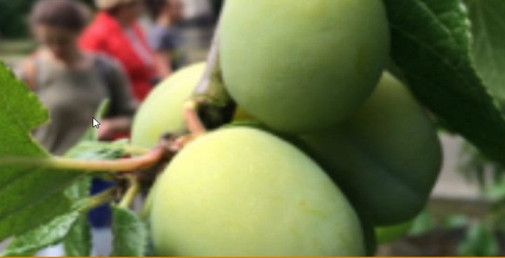 Apple trees from Open orchard project