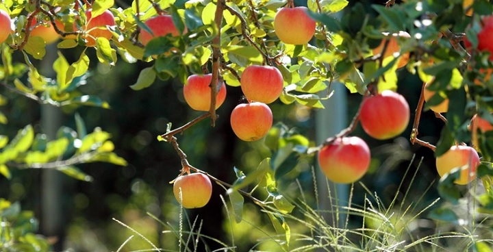 Close up image of an apple tree