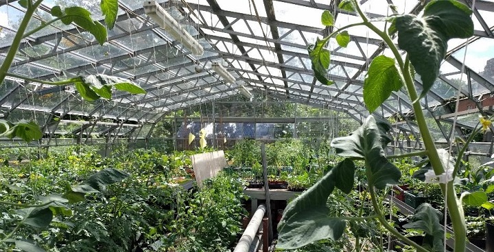 Myatt's Fields Park greenhouse