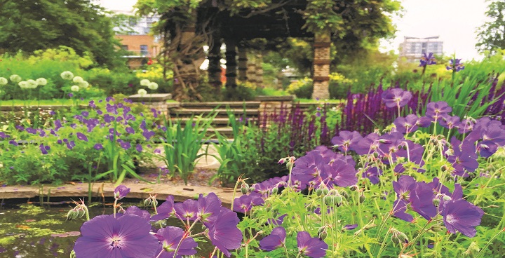 purple flowers growing outside the walls of the restored Victoran garden in Kennington Park