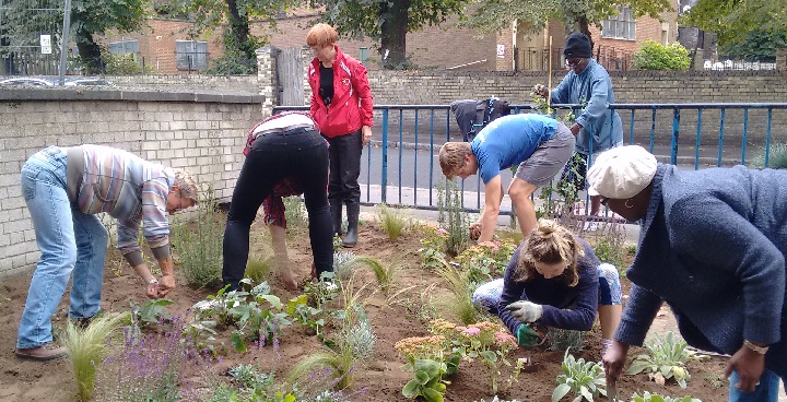 Calidore Road volunteers with London Wildlife Trust bending over to plant grasses to create a new rain garden replacing paved area with railings in the front courtyard of the estate