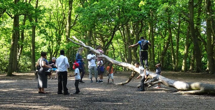 Primary school children playing around and climbing fallen tree trunk in the woods