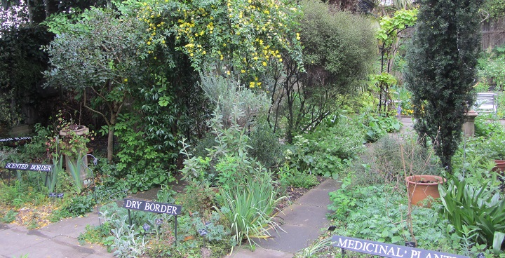 Plant sepciments collected into themed planting beds Dry border and medicinal plants growing below palm trees at South London Botanical Institute