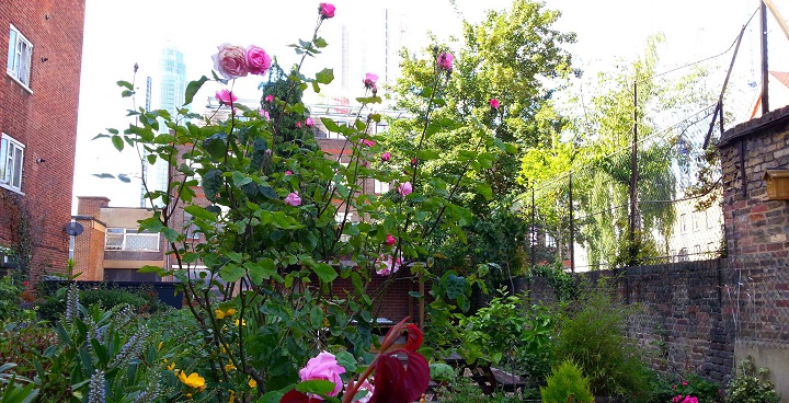 Roses and green foliage in the rose garden restored by residents at Wyvil Estate 2017