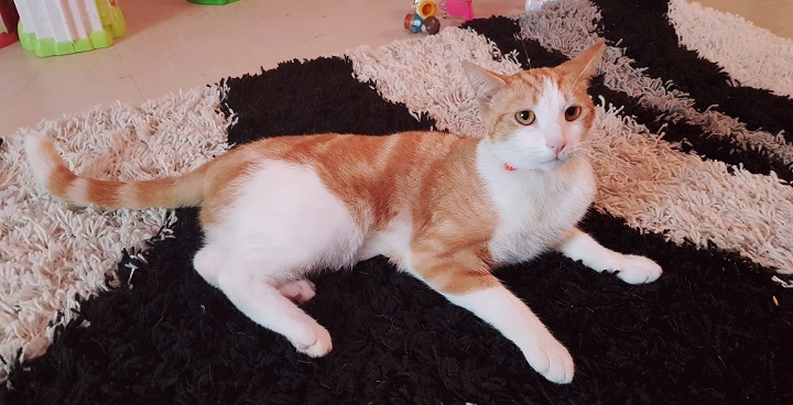 Orange & white cat O'Malley was rescued after 4 days trapped in an estate recycling bin