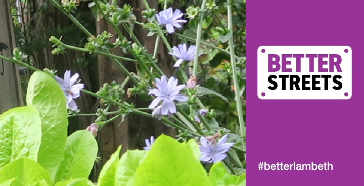 lettuce leaves and purple-blue flowers at Agnes Rilet community gardens - former allotments site now Blooming lambeth winning garden 2017