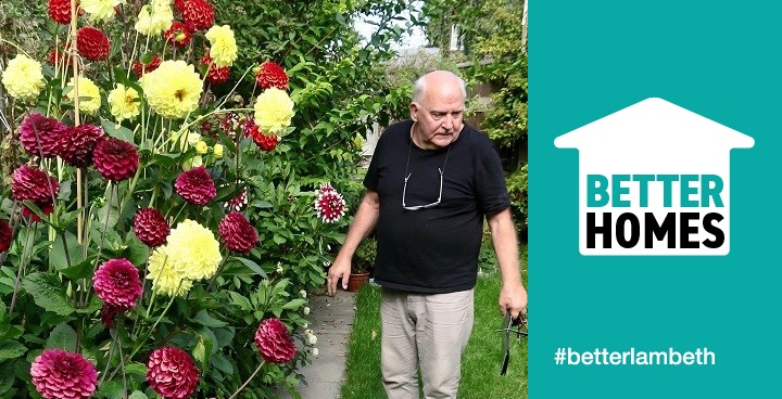 Red abd yellow dahlias in bloom - gardener monty in blue t shirt with glasses on chain carries shears as he walks past them - Blooing Lambeth individual garden winner 2017