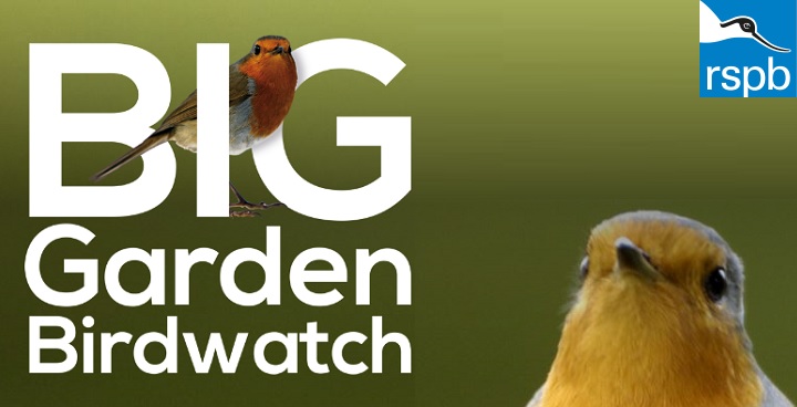 Big Garden Birdwatch