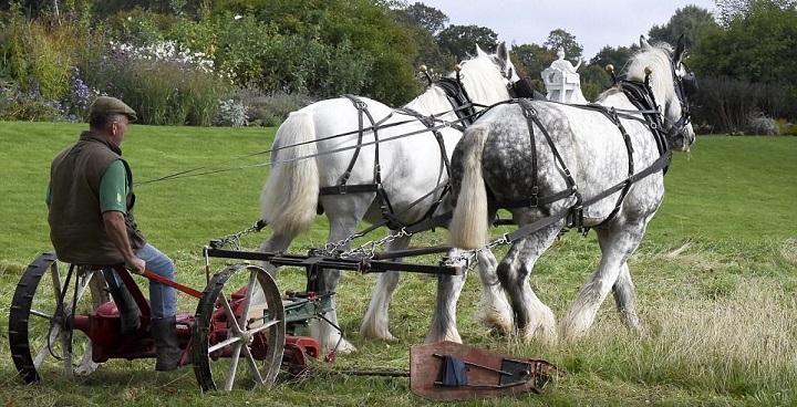 Shire Horses Noddy and Heath (6 foot at shoulder, dapple grey colour) pulling Victorian plough and ploughman in cloth cap