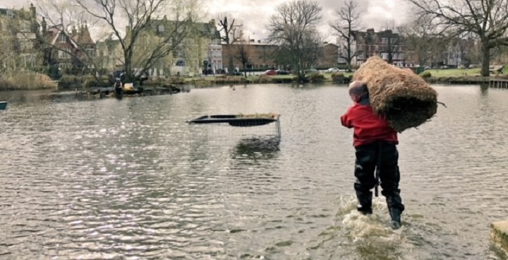 Environmental Officer in rubber 'drysuit' wades into Clapham Common pond with bags of straw to create 'floating islands' that will help rotect fish against attack by herons and other birds