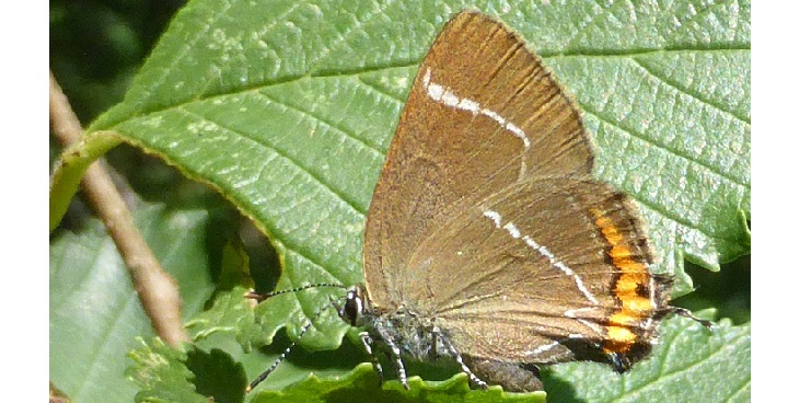 White-letter hairstreak butterfly sitting with wingsv folded showing the white 'W' on light brown underwings