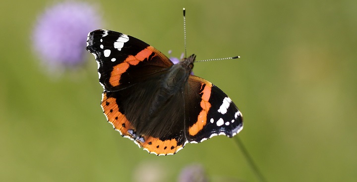 Red Admiral Burrefly with broad red bands on black front wings and red outline to back wings