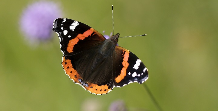 Plant a patch for pollinators