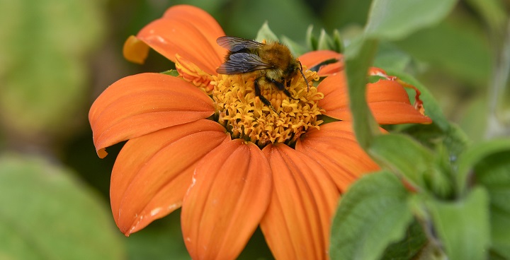 Lambeth’s parks create award-winning ‘Bees’ Needs spaces