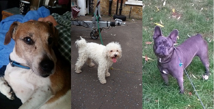 3 x dogs helped by Lambeth's RSPCA gold award winning service L-R: jack russell terrier, white woolly labradoodle type, grey french bulldog