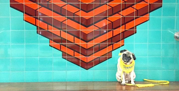 Doug the pug therapy dog makes regular visits to Brixton's Mosaic Clubhouse - pictured here in yellow therapy dog harness underneath the 'bricks' tiled mosaic at BRixton tube station