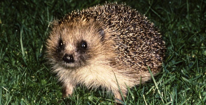 Hedgehogs need to hibernate without being disturbed - leave a bit of the garden or compost heap with a pile of untidy leaves