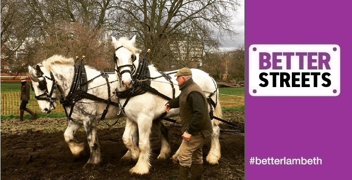 2 x white shire horses ploughing in Rusking Park for heritage wheat to be grown & made into flour at Brixton WIndmill