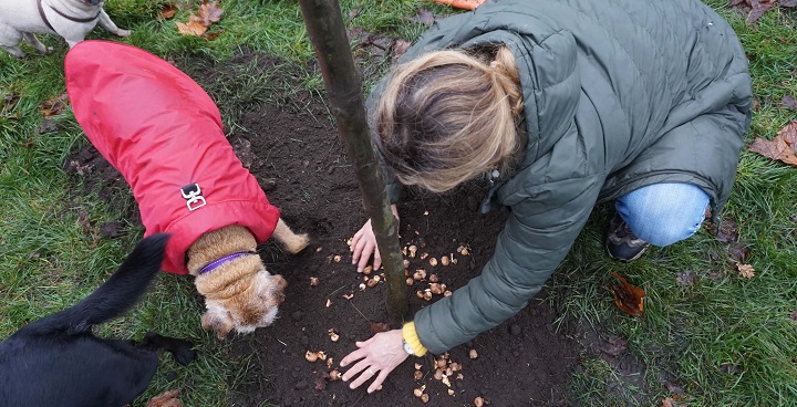 Friends of Clapham Common (and their dogs) plant healthy new trees Dec. 2018