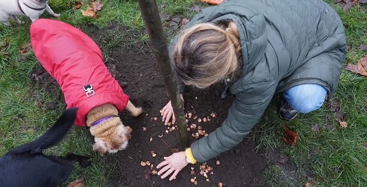 Clapham’s Big Plant project for the Common good