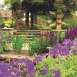 purple flowers in Kennington Prk flower gardens - (‘London in Bloom’ Gold award winner Kennington Park features in the ‘Good Parks for London’ report)