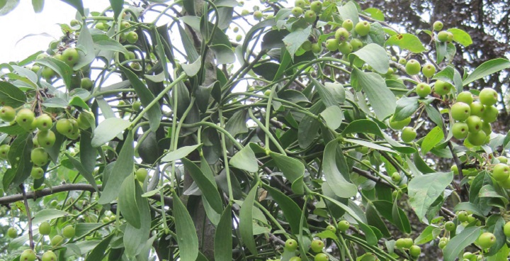 Misteletoe is currently rare in Lambeth parks -Feb 2019 sees a project to grow more from berries - white berries among green helicopter leaves shown