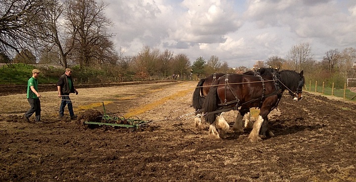 heavy horses Murdoch & Nobby from Operation Centaur ploughing a wildflower meadow for Brockwell Park