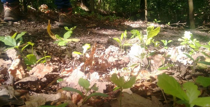 Oak saplings grow where Great North Wood team has replaced 'garden' hedges with traditional woodland plants