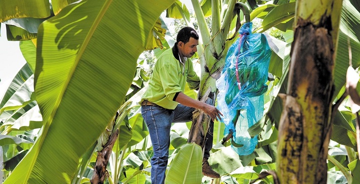 man harvesting from fairtrade banana tree