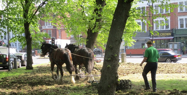 2 x Operation Centaur horses creating mini-meadow for pollinators on Clapham Common