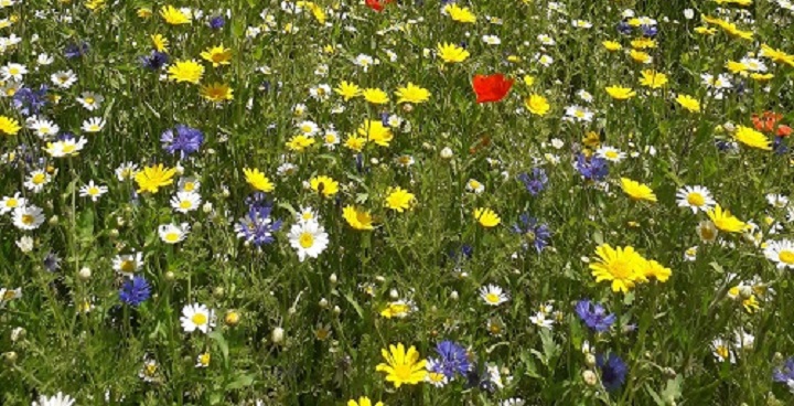 blue cornflowers, white daisies, yello flowers and red poppies in close up at Brockwell