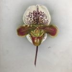 Orchid by Lambeth pioneering flower painter, Nellie Roberts 