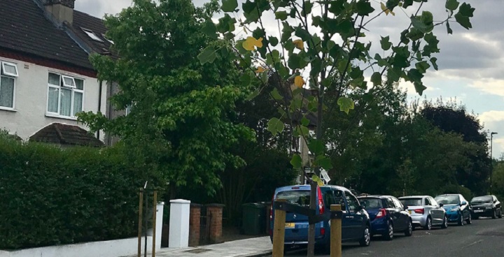 Trees on Our Streets