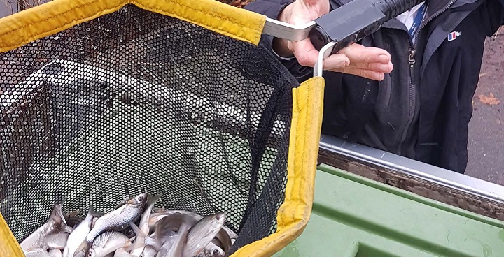 Thousands of silver fish find new homes in Clapham