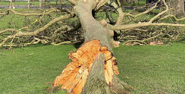 broken tree Clapham Common photo by Simon Millson CC MaC