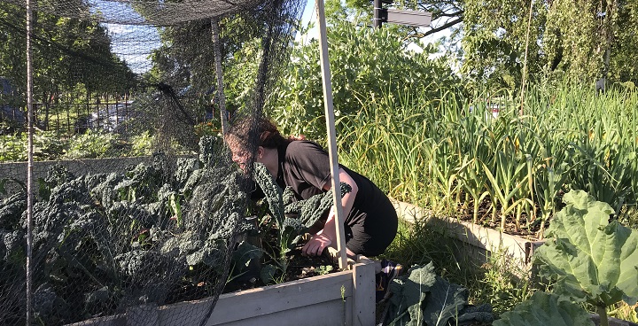 Bandstand Beds Cavolo Nero harvest