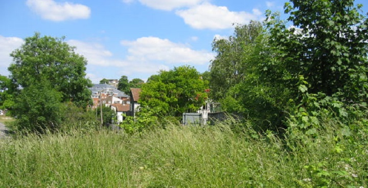 Overgrown path at Unigate Woods