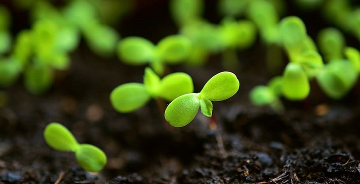 seed tray with vegetable seedlings