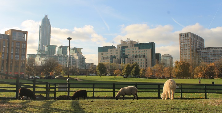 sheep at Vauxhall City Farm with high-rise buildings