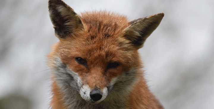 Famous Fox photo is the people’s choice