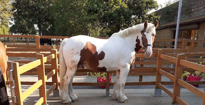 Regular inspections at all Lambeth’s licensed animal establishments include visiting Ebony Horse Club