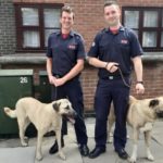 Firefighters help with stray dogs found near Fire Brigade HQ