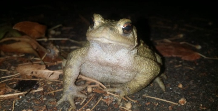 Common Toad photo by Dr Iain Boulton