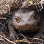 photo courtesy of Froglife - Common Toad