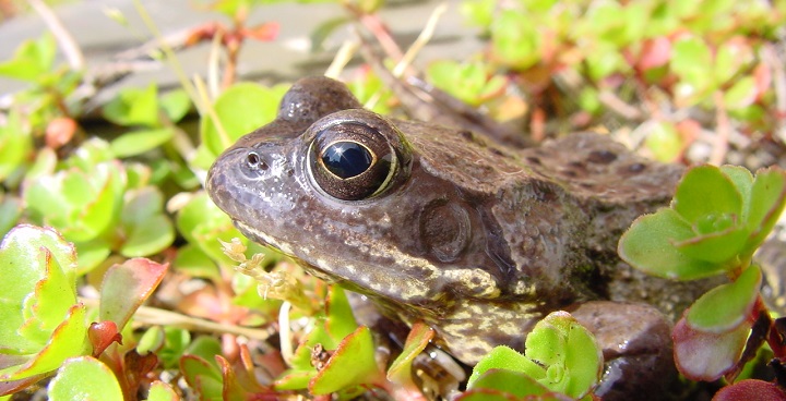 frog courtesy of Froglife