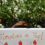 Lambeth country show recycled garden winner 'tomatoes on tap'